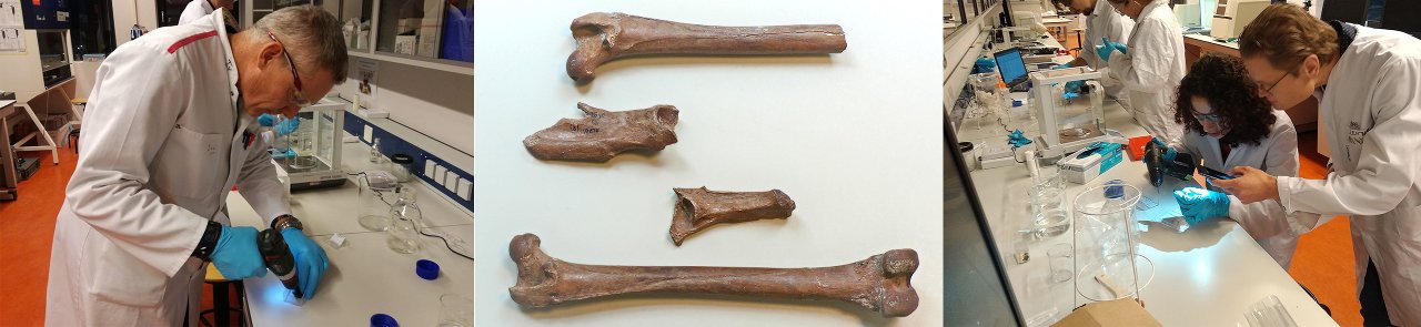 Onderzoek naar Lynx-botten