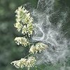 Leer alles over pollen en hooikoorts
