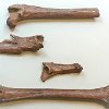Onderzoek naar herkomst Lynx-botten levert wetenschappelijke publicatie op