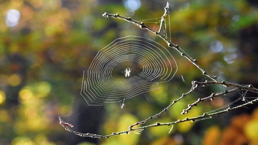 Spinweb