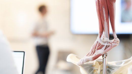Een gedetailleerd anatomisch model van een menselijk onderbeen en voet, gemonteerd op een standaard. Het toont de spieren (rood), pezen en banden (wit/lichtgeel) en bloedvaten/zenuwen. Eronder is een deel van een bekkenmodel zichtbaar.