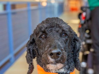 Foto van de brave assistentiehond Tsjardo