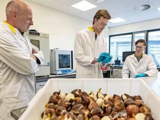 Foto van Hielco Kuipers, met tulpen bollen