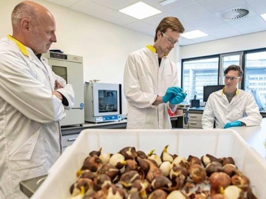 Foto van tulpenbollen in het lab