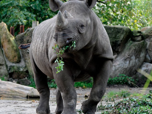 Neushoorn in Diergaarde Blijdorp
