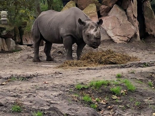 Foto van een zwarte neushoorn 