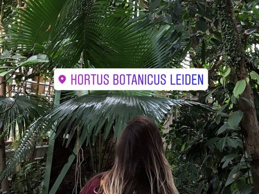 Bomen en planten in Hortus Botanicus