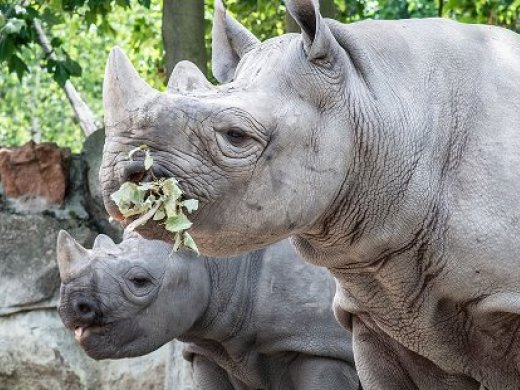 foto van een etende neushoorn