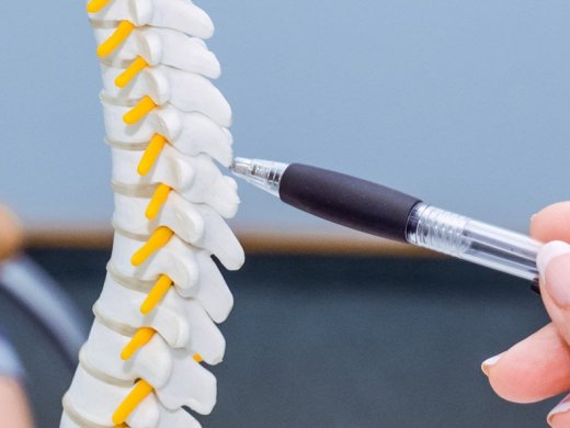 foto van een model van een ruggengraad
