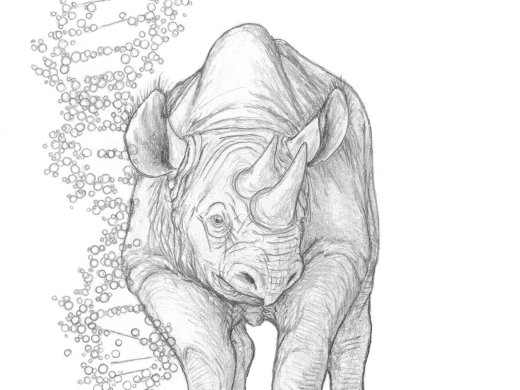 Tekening van een neushoorn met dna naast zich