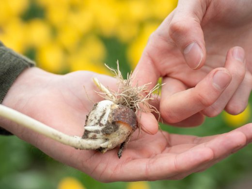 De wortels van een tulpenbol.