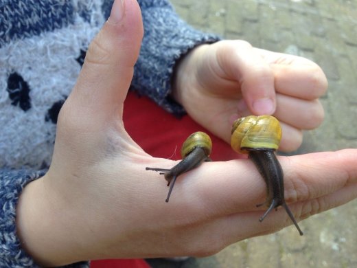 2 slakken met slakkenhuisje lopen op kinderhand