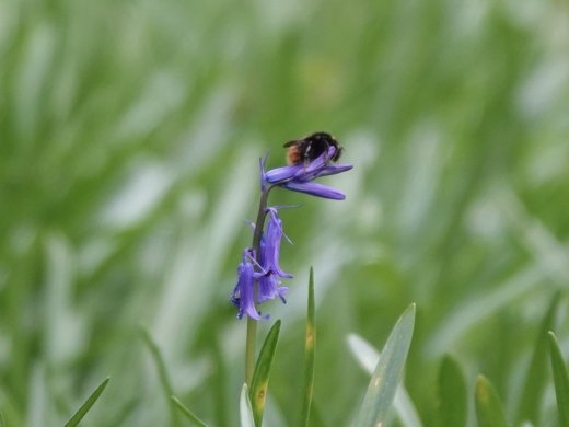 Hommel op boshyacint