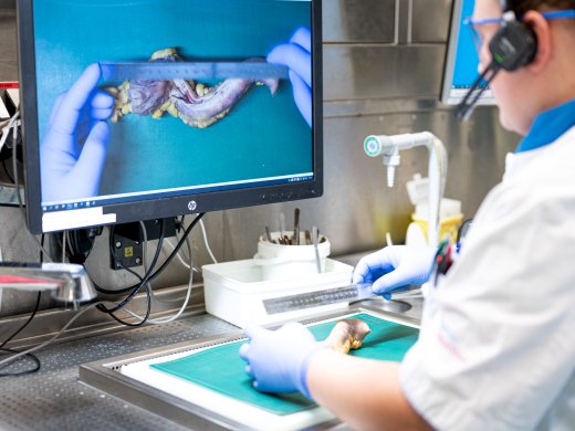Laborant onderzoekt darm
