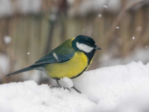 Meet de Mees koolmees in sneeuw