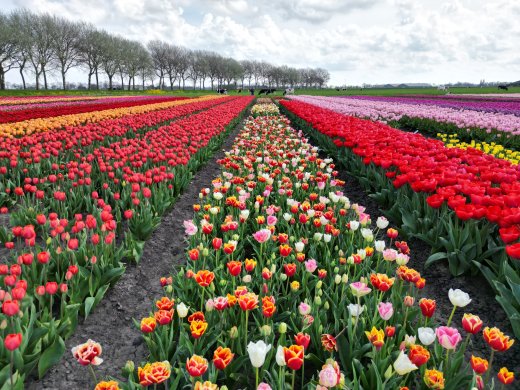 tulpenveld