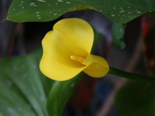 Foto van een calla lelie