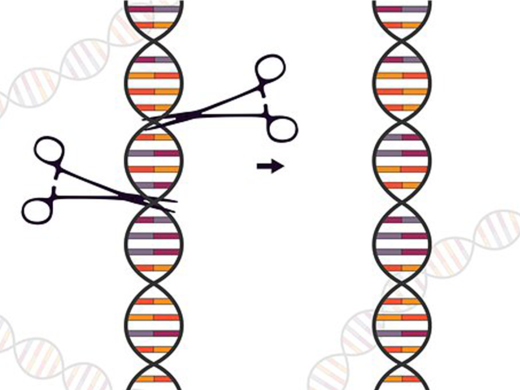 CRISPR Cas