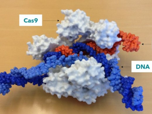 CRISPR Cas