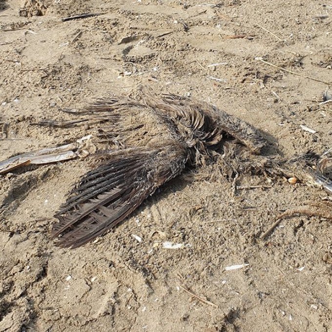 Foto van het kadaver van de geelkruinkwak