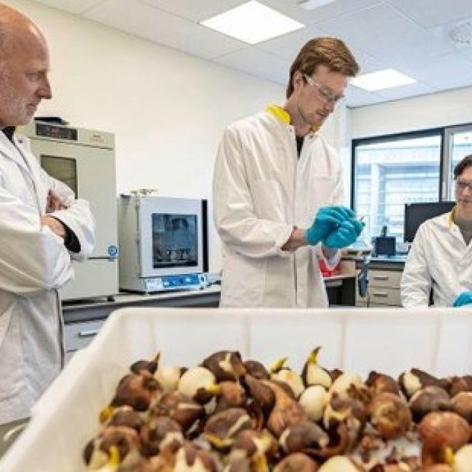 Foto van Hielco Kuipers, met tulpen bollen
