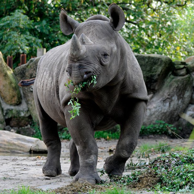 Neushoorn in Diergaarde Blijdorp