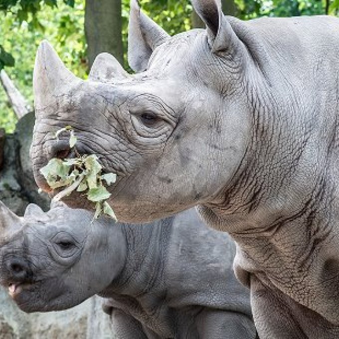 foto van een etende neushoorn
