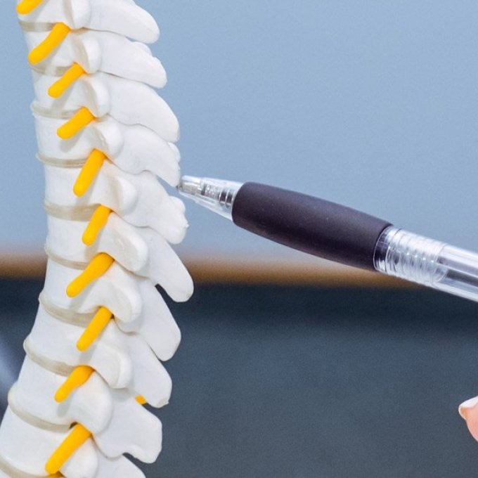 foto van een model van een ruggengraad