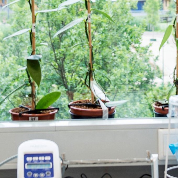 foto van plantjes