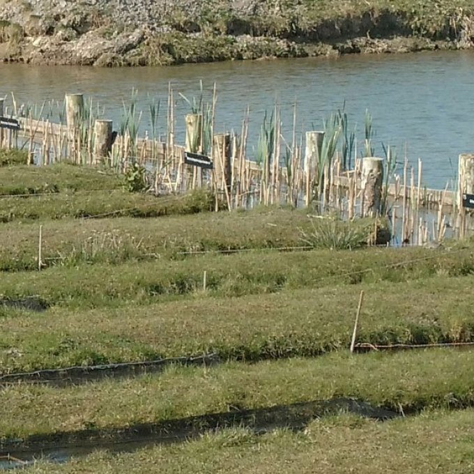 foto van veenweidepolders