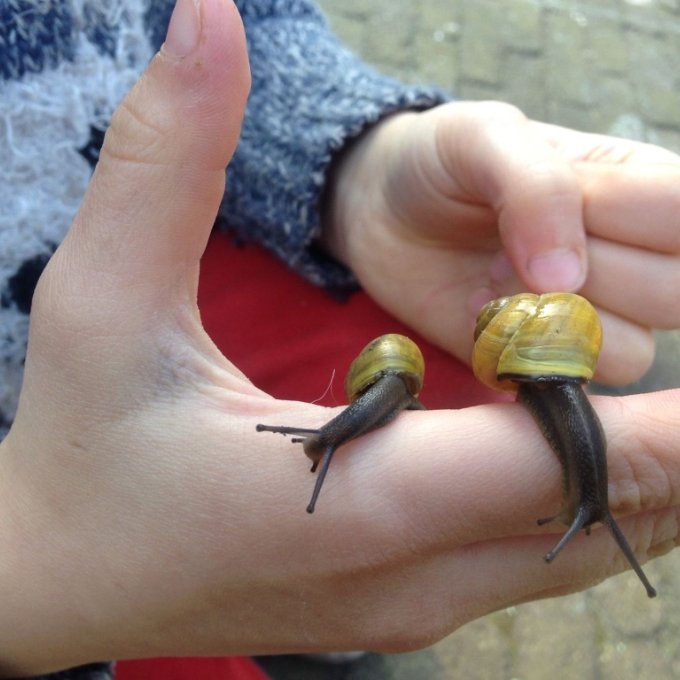 2 slakken met slakkenhuisje lopen op kinderhand