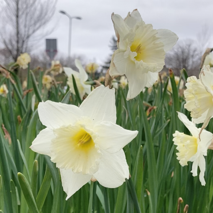 Narcissen in het veld