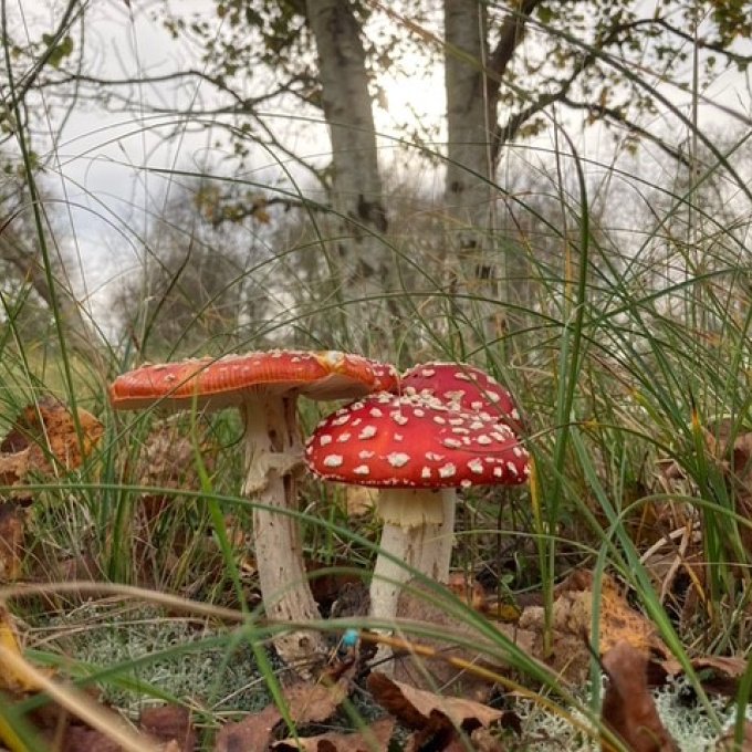 Paddenstoel rood met witte stippen