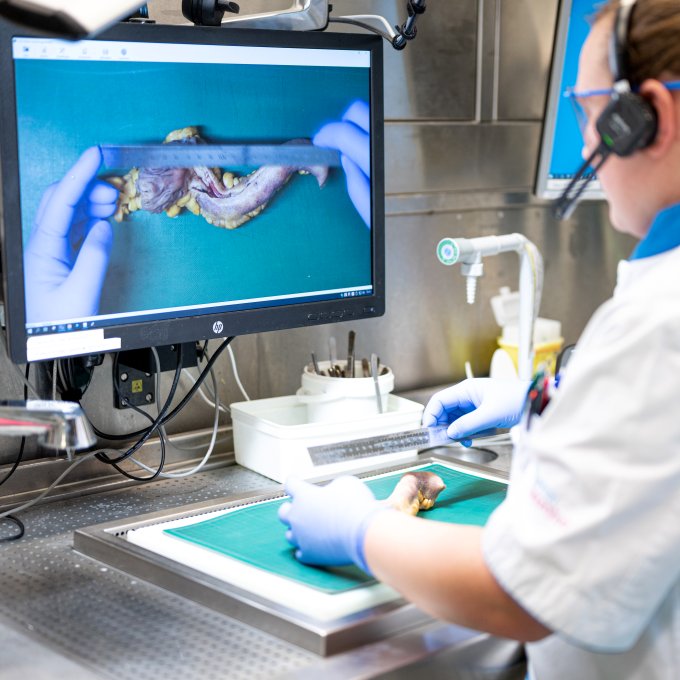 Laborant onderzoekt darm
