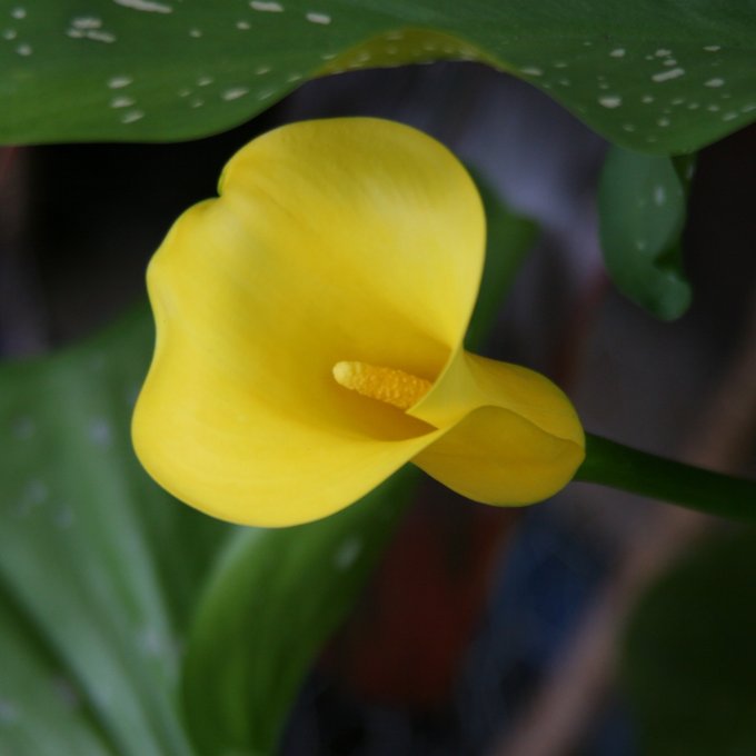 Foto van een calla lelie