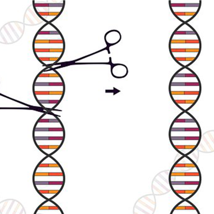 CRISPR Cas